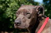 Bella the Shy Terrier Shar Pei