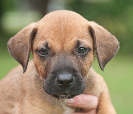 Duke the German Shepard Pup