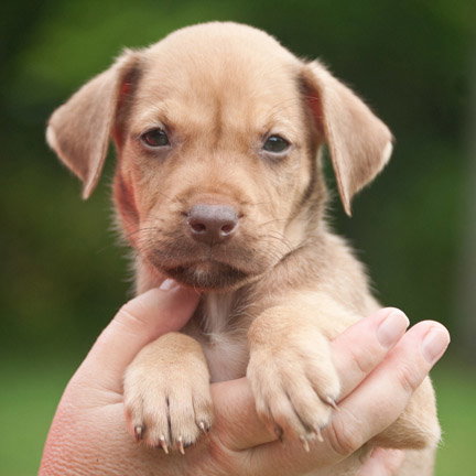 Dutchess the German Shepard Pup