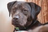 Rosie the Shy Terrier Shar Pei
