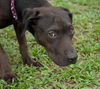 Rosie the Shy Terrier Shar Pei
