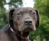 Rosie the Shy Terrier Shar Pei