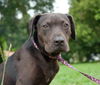 Rosie the Shy Terrier Shar Pei