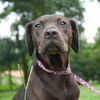 Rosie the Shy Terrier Shar Pei