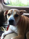 Sprocket the Boxer Beagle
