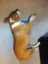 Sprocket the Boxer Beagle