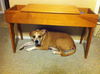 Sprocket the Boxer Beagle