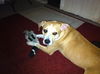 Sprocket the Boxer Beagle