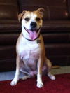 Sprocket the Boxer Beagle