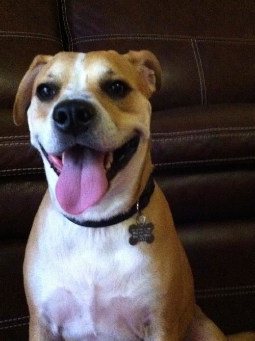 Sprocket the Boxer Beagle