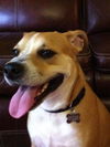Sprocket the Boxer Beagle