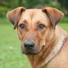 Zoe the Lab Hound