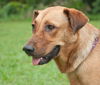 Zoe the Lab Hound