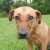 Zoe the Lab Hound