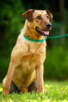 Zoe the Lab Hound