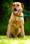 Zoe the Lab Hound