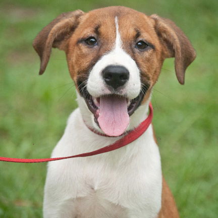 Madeline the Foxhound Pointer