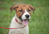 Madeline the Foxhound Pointer