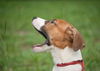 Madeline the Foxhound Pointer