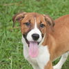 Madeline the Foxhound Pointer