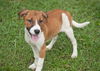 Madeline the Foxhound Pointer