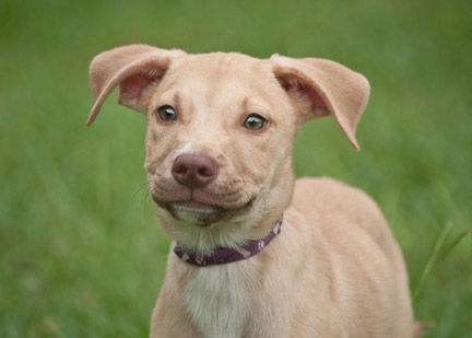 Edison the Shepard Hound Pup