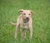 Edison the Shepard Hound Pup