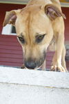 Claudia the Trained Cur Hound Pup