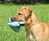 Claudia the Trained Cur Hound Pup