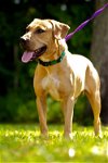 McCoy the Yellow Lab/Black Mouth Cur