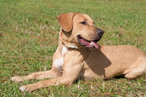 Black and best sale yellow lab mix