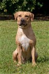 McCoy the Yellow Lab/Black Mouth Cur