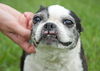 Fritzey the senior Boston Terrier