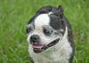 Fritzey the senior Boston Terrier