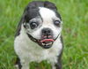 Fritzey the senior Boston Terrier
