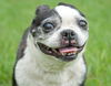 Fritzey the senior Boston Terrier