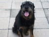 Paddy the Senior Airedale