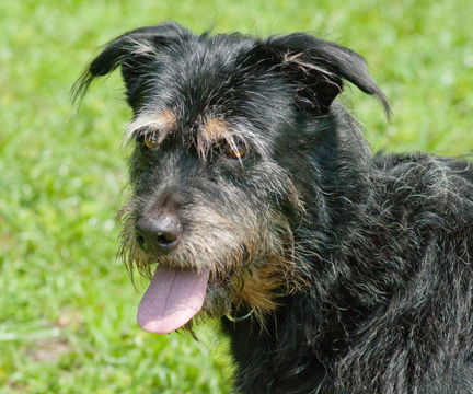 Paddy the Senior Airedale