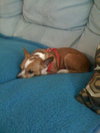 Pistachio the Chihuahua
