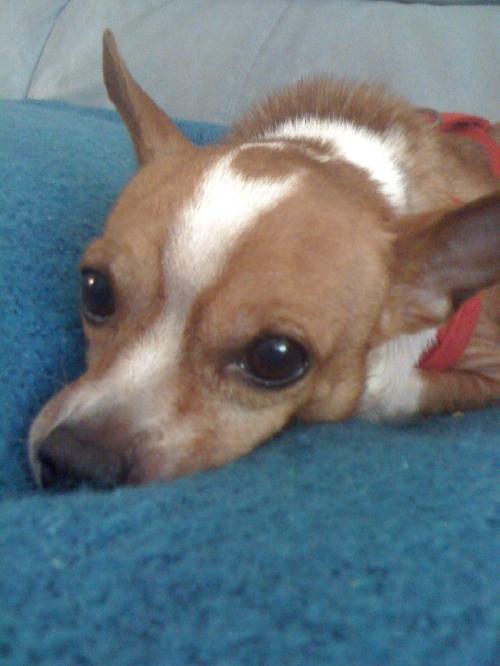 Pistachio the Chihuahua
