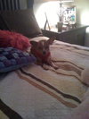 Pistachio the Chihuahua