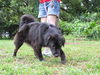 Sgt. Pepper the Flat Coat Chow