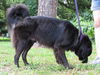 Sgt. Pepper the Flat Coat Chow