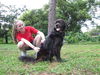 Sgt. Pepper the Flat Coat Chow
