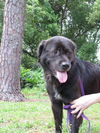 Sgt. Pepper the Flat Coat Chow