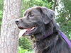 Sgt. Pepper the Flat Coat Chow