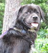 Sgt. Pepper the Flat Coat Chow