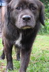 Sgt. Pepper the Flat Coat Chow