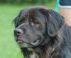 Sgt. Pepper the Flat Coat Chow