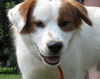 Enrique the Australian Shepherd